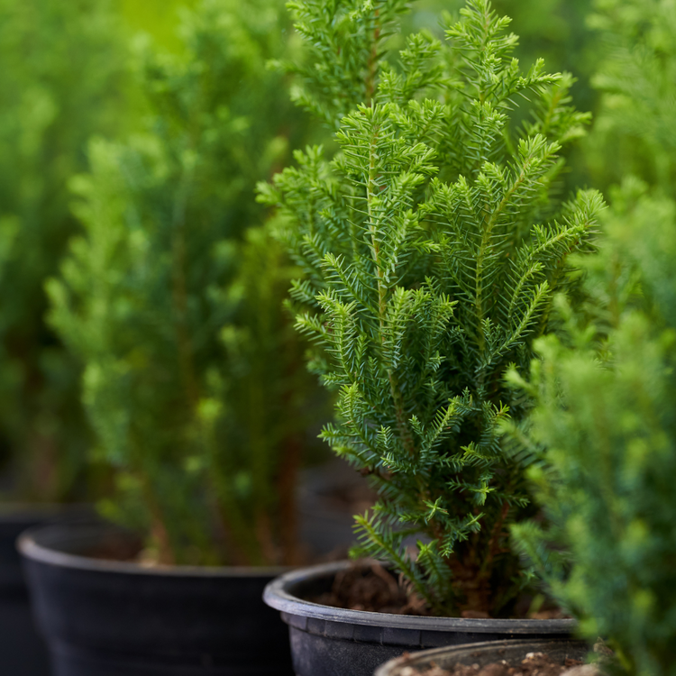 European Black Pine Ornamental Tree Pot Grown 10L 60/80cm (x14) Multi-deal