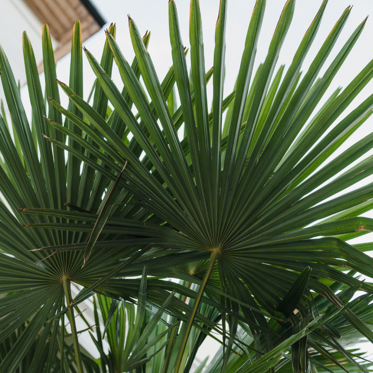 European Fan Palm Trees Pot Grown 10L 40/60cm (x14) Multi-deal