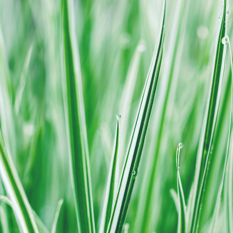 Everest Sedge Ornamental Grasses Pot Grown 2L