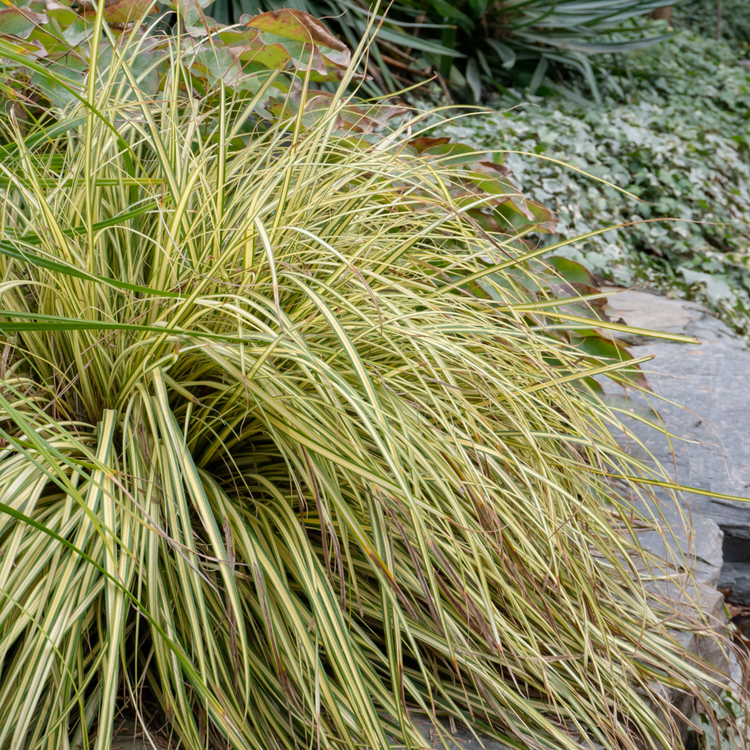 Evergold Sedge Ornamental Grasses Pot Grown 2L (x50) Multi-deal
