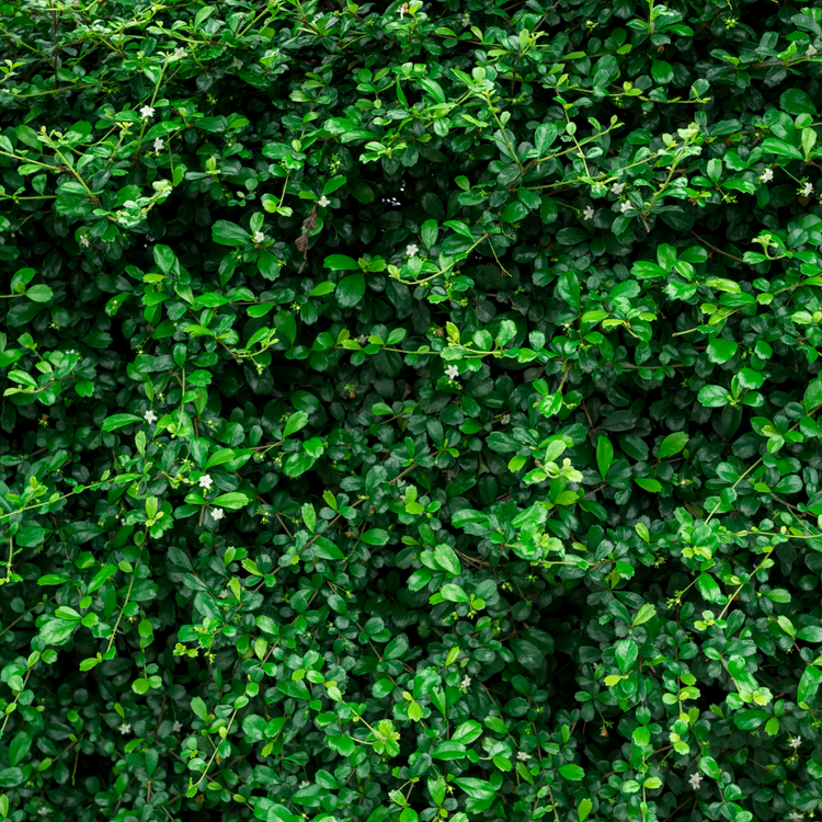 Evergreen Mixed Native Hedging Bare root 60/90 (x500) Multi-deal (Pre-order for Nov 2025)
