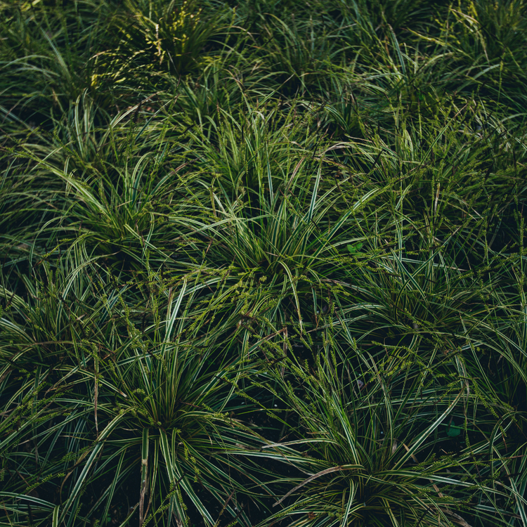 Everillo Sedge Ornamental Grasses Pot Grown 2L (x50) Multi-deal