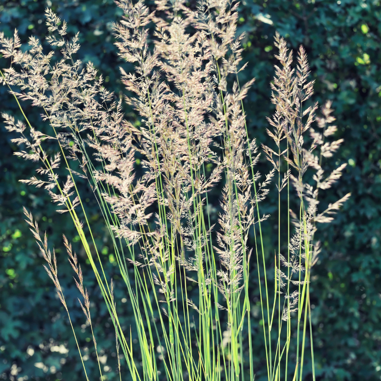 Ferner Osten Ornamental Grasses Pot Grown 2L (x50) Multi-deal