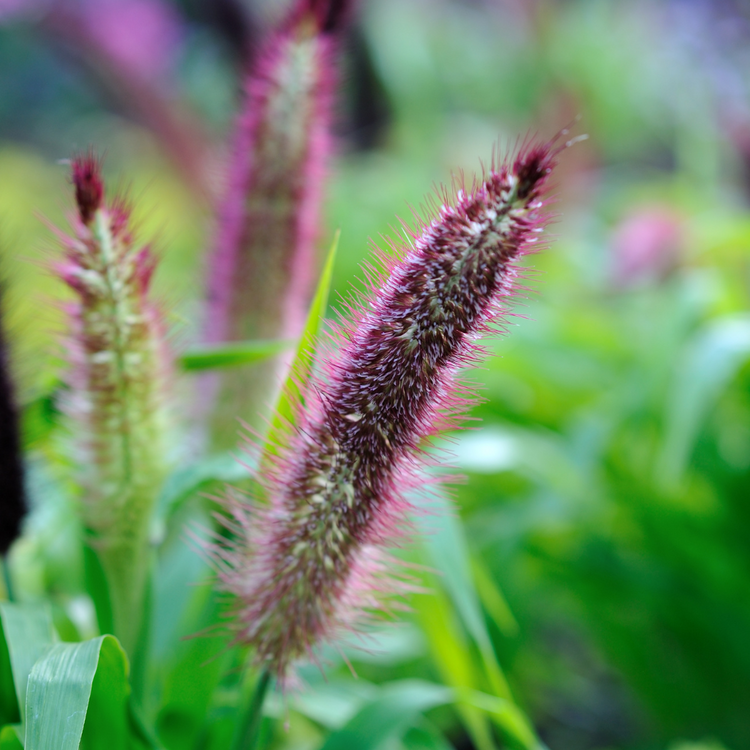Flamingo Ornamental Grasses Pot Grown 2L (x50) Multi-deal