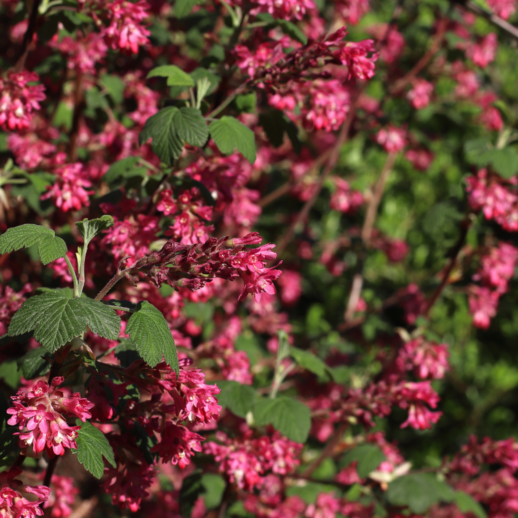 Flowering Currant Pot Grown 5L 60/80cm (x40) Multi-deal