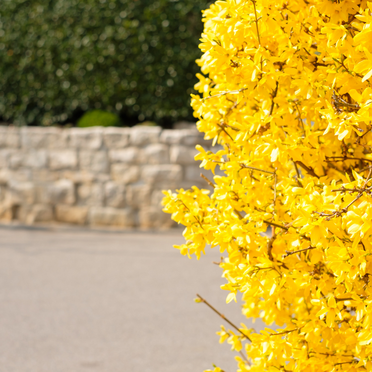 Forsythia Pot Grown 5L 60/80cm (x40) Multi-deal
