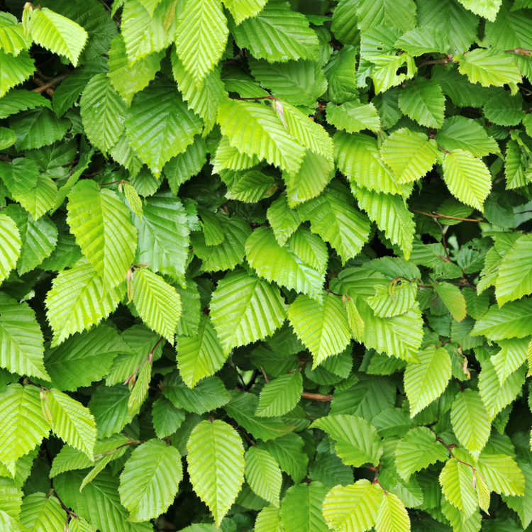 Frans Fontaine Hornbeam Ornamental Tree Pot Grown 35L Girth 8/10 (x4) Multi-deal