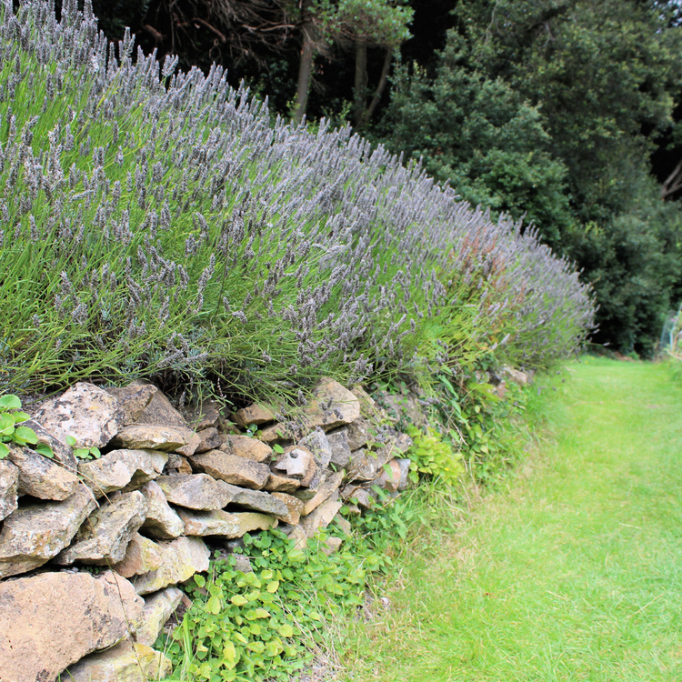 French Lavender Pot Grown 5L 20/40cm (x40) Multi-deal