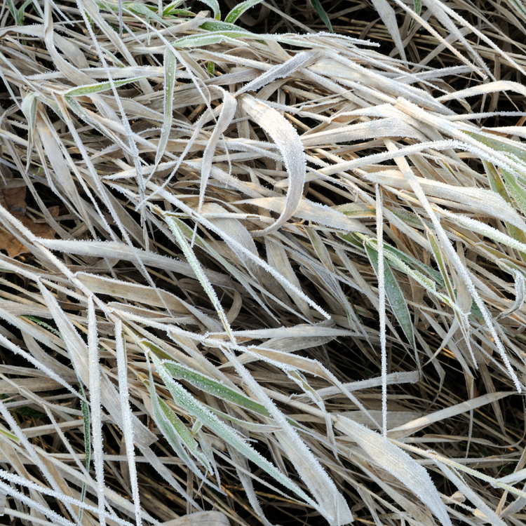 Frosted Curls Sedge Ornamental Grasses Pot Grown 2L (x50) Multi-deal