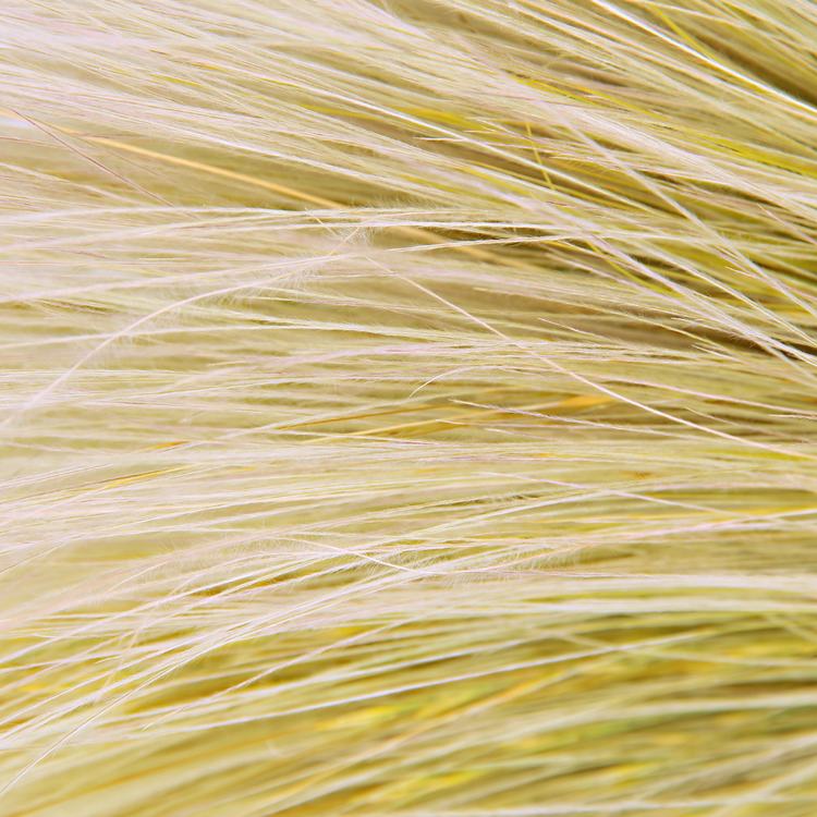 Giant Feather Ornamental Grasses Pot Grown 2L (x50) Multi-deal