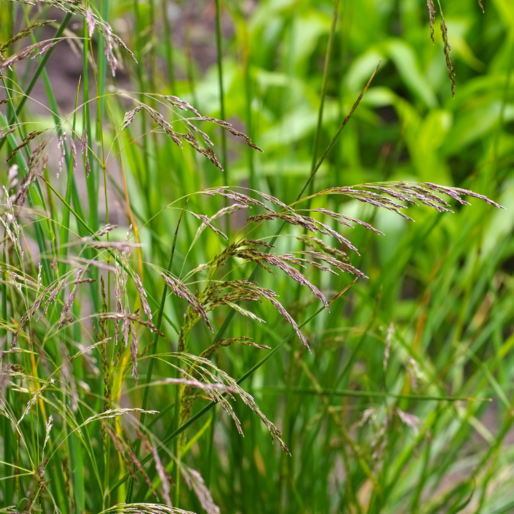 Golden Dew Tufted Hair Ornamental Grasses Pot Grown 5L (x40) Multi-deal