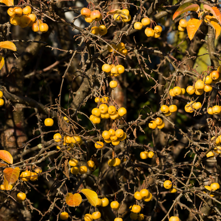 Golden Hornet Crab Apple Ornamental Tree Pot Grown 12L 1/2 Std