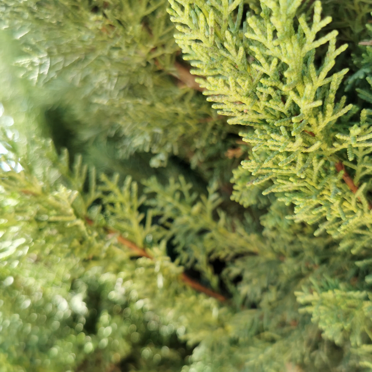Golden Leylandii Pot Grown 7.5L 150/175 (x28) Multi-deal