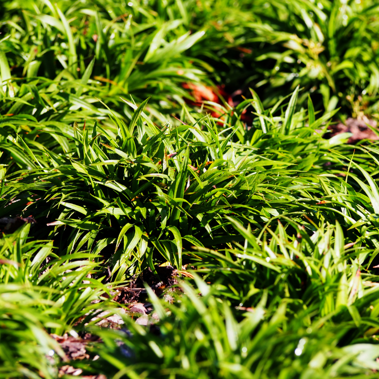 Greater Woodrush Ornamental Grasses Pot Grown 2L (x50) Multi-deal