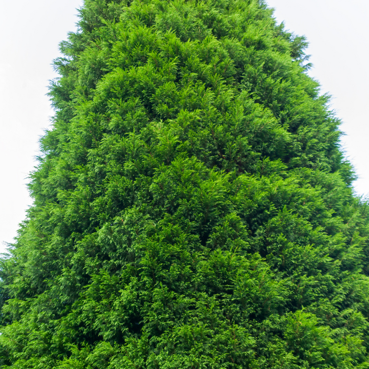 Green Leylandii Pot Grown 7.5L 100/125