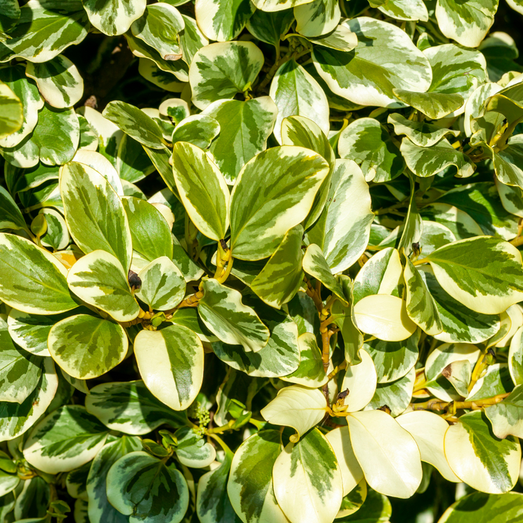 Griselinia Pot Grown 2L 60/80cm