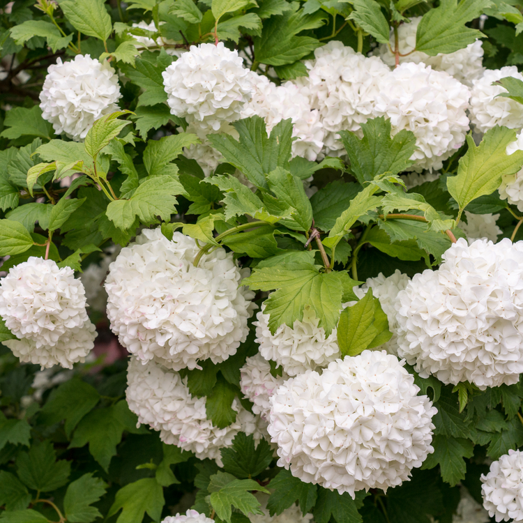 Guelder Rose Bare root 100/125 (x250) Multi-deal (Pre-order for Nov 2025)