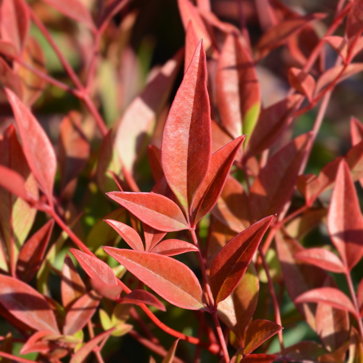 Gulf Stream Heavenly Bamboo Italian Plants Pot Grown 9L 30/40cm