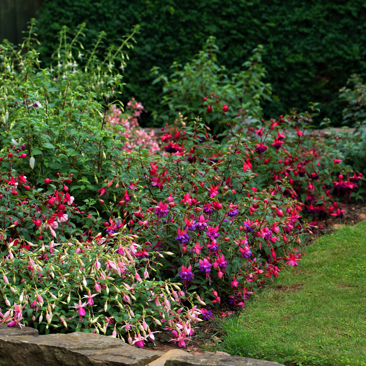 Hardy Fuchsia Mrs Popple Pot Grown 5L (x40) Multi-deal