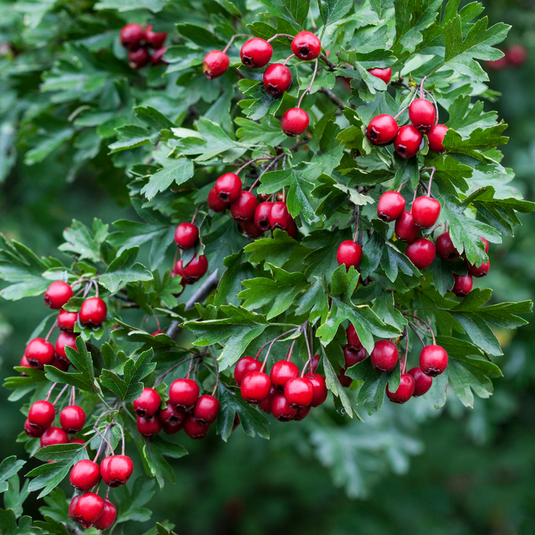 Hawthorn Pot Grown 2L 40/60cm (x50) Multi-deal