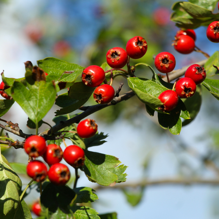 Hawthorn Based Mixed Native Hedging Bare root 40/60cm (x500) Multi-deal