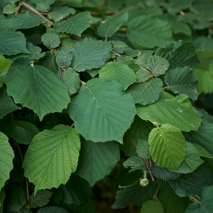 Hazel Pot Grown 5L 100/125