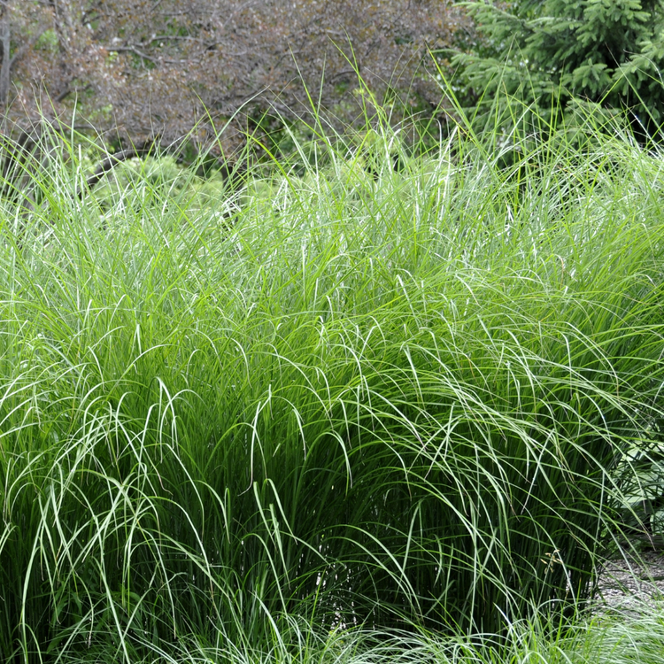 Heavy Metal Switchgrass Ornamental Grasses Pot Grown 5L (x40) Multi-deal
