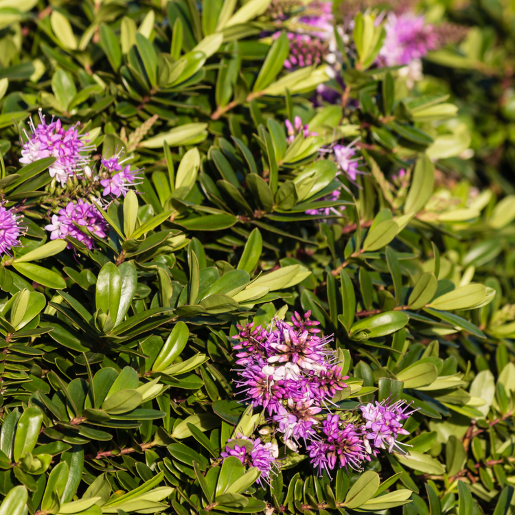 Hebe Mrs Winder Pot Grown 10L 20/40cm