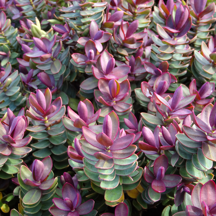 Hebe Red Edge Pot Grown 5L 20/40cm (x40) Multi-deal