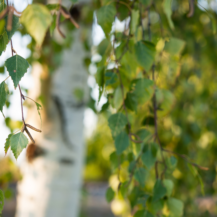 Himalayan Birch Ornamental Tree Pot Grown 7.5L 200/225cm (x28) Multi-deal