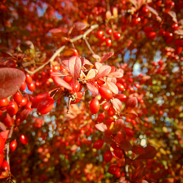 Himalayan Cotoneaster Pot Grown 5L 40/60cm