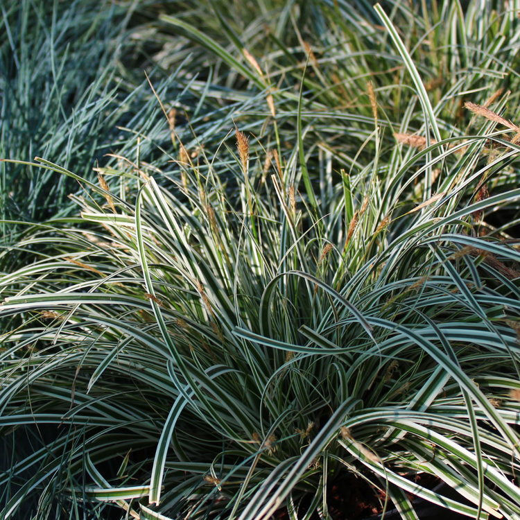 Ice Dance Japanese Sedge Ornamental Grasses Pot Grown 2L