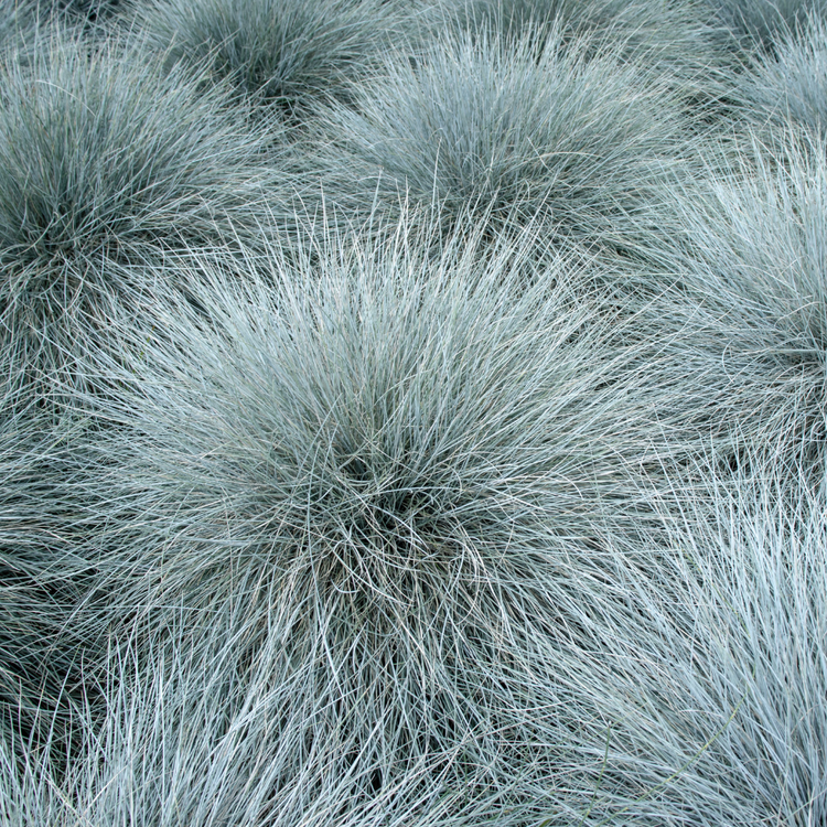 Intense Blue Fescue Ornamental Grasses Pot Grown 2L
