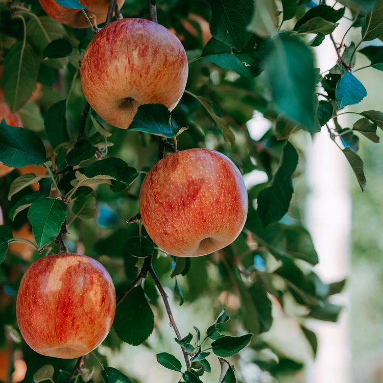 James Grieve Apple Fruit Tree Pot Grown 20L Girth 6/8