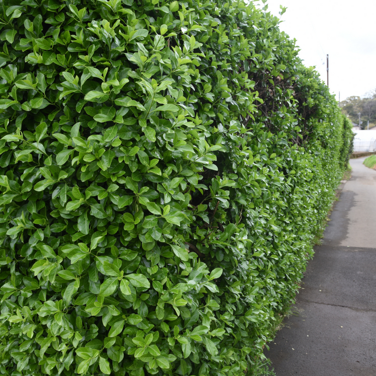 Euonymus japonicus Pot Grown 2L 40/60cm (x50) Multi-deal