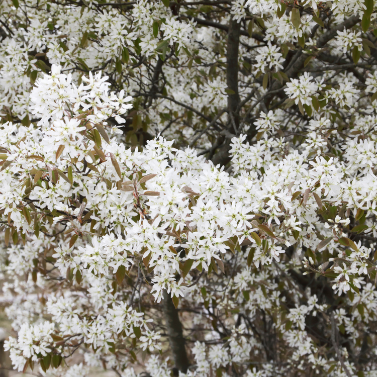 Juneberry Pot Grown 2L 60/80