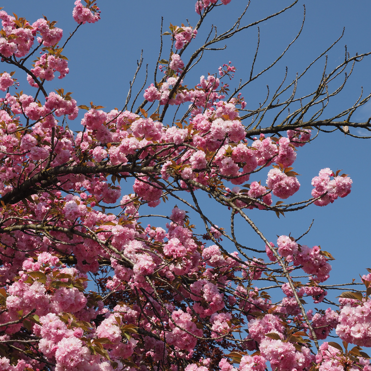 Kanzan Cherry Pleached Tree Pot Grown 55L 200/225cm Stem Girth 12/14 Frame 120x120 (x4) Multi-deal