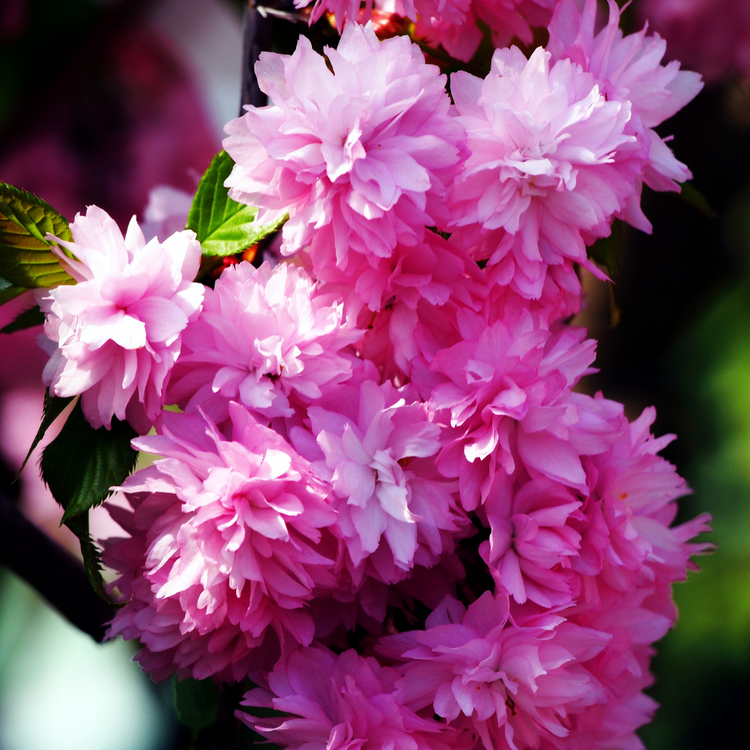 Kiku Shidare Cherry Ornamental Tree (Prunus 'Kiku Shidare')