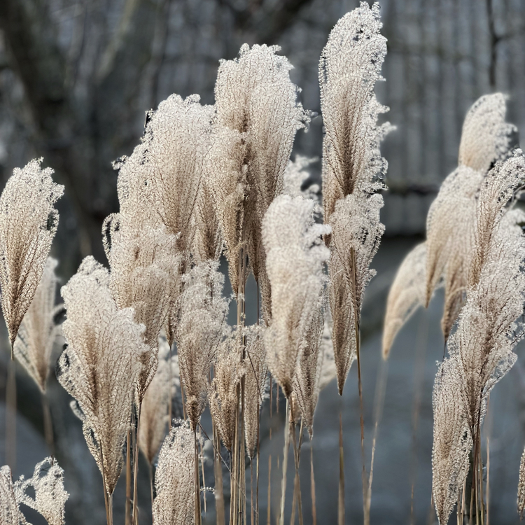 Kleine Silberspinne Maiden Ornamental Grasses Pot Grown 7.5L