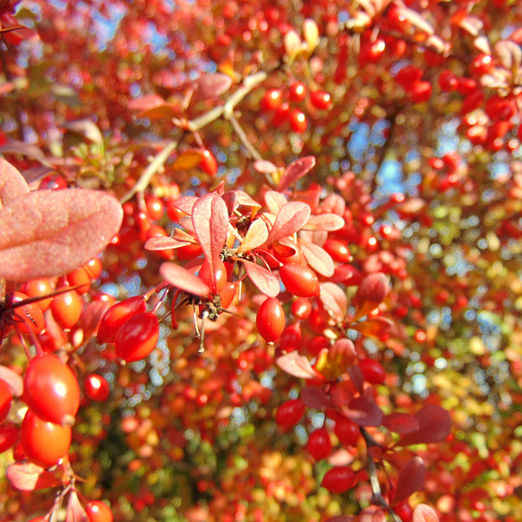 Late Cotoneaster Pot Grown 5L 80/100