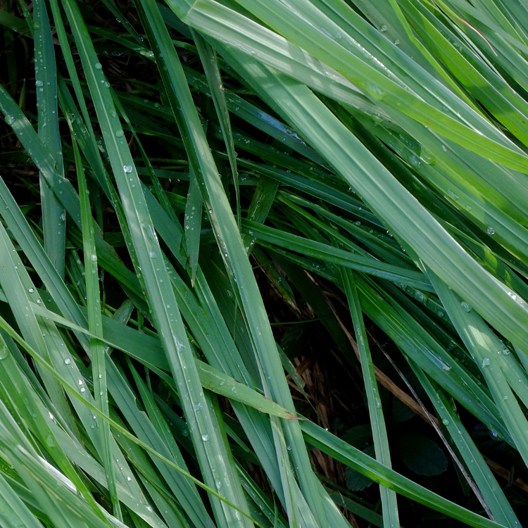 Leatherleaf Sedge Ornamental Grasses Pot Grown 2L (x50) Multi-deal