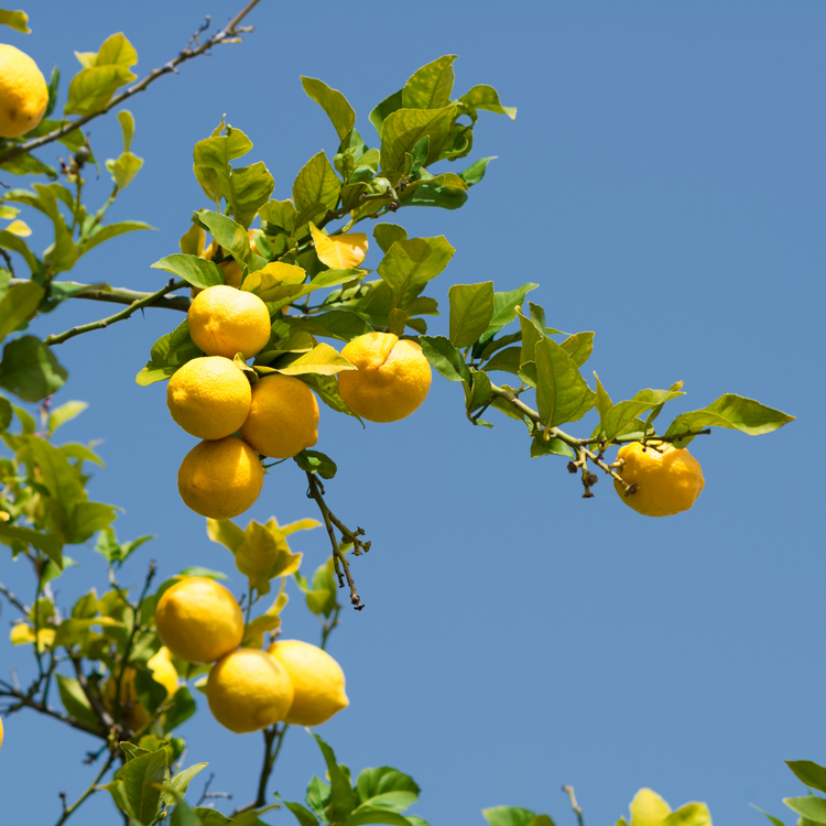 Lemon Tree Italian Plants Pot Grown 5L 1/4 Std (x40) Multi-deal