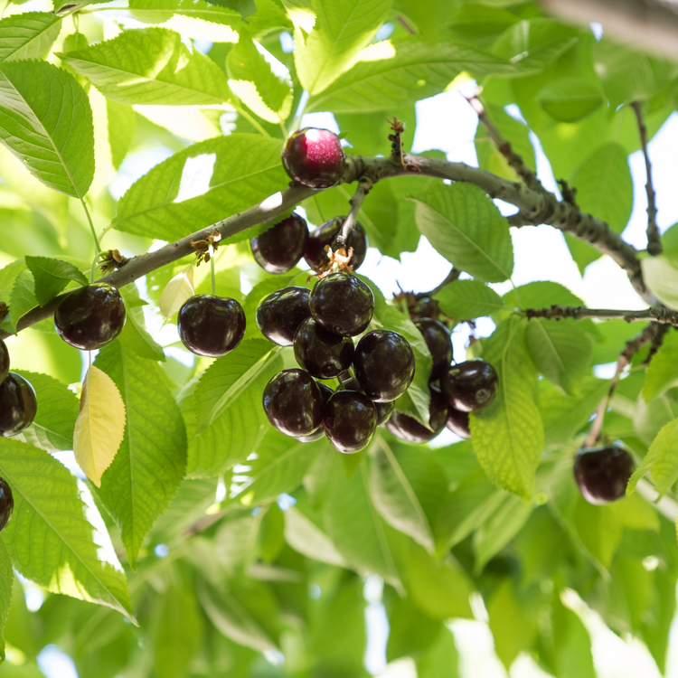 Morello Cherry Fruit Tree Bare root 125/150cm (x100) Multi-deal