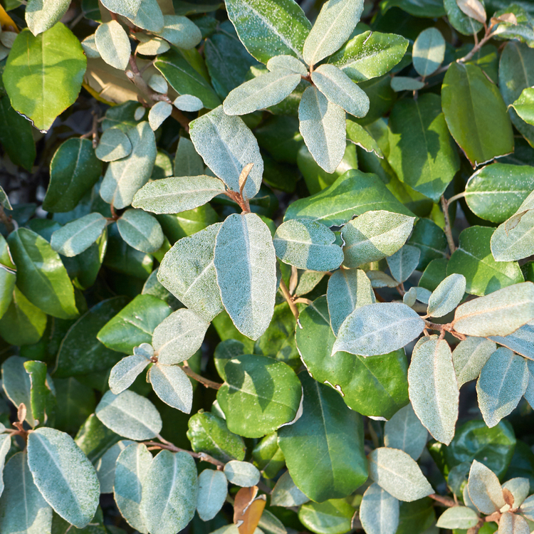 Oleaster 'Gilt Edge' Pot Grown 7.5L 40/60cm (x28) Multi-deal