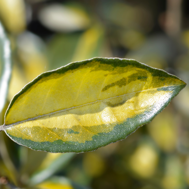 Oleaster 'Limelight' Hedge (Elaeagnus x ebbingei 'Limelight')