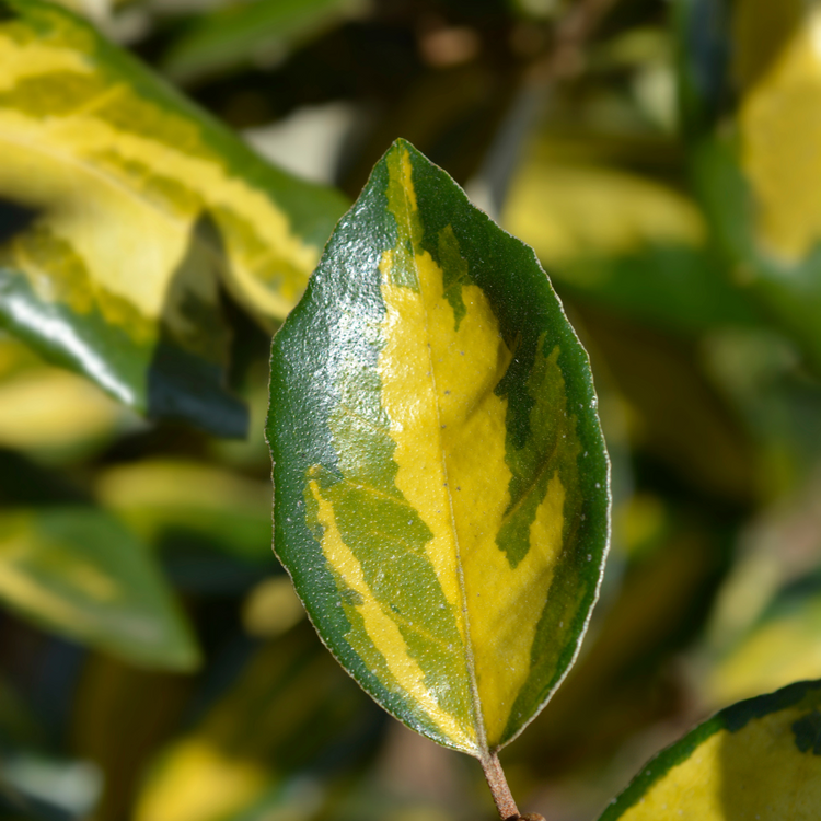 Oleaster 'Limelight' Hedge (Elaeagnus x ebbingei 'Limelight')