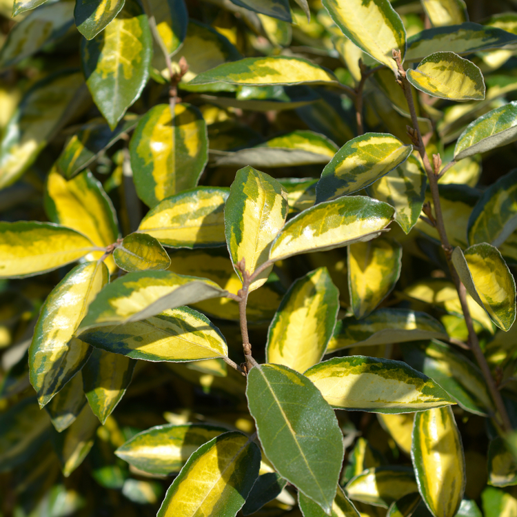 Oleaster 'Limelight' Hedge (Elaeagnus x ebbingei 'Limelight')