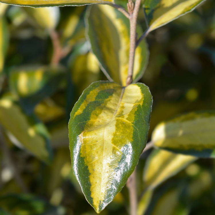 Oleaster 'Limelight' Hedge (Elaeagnus x ebbingei 'Limelight')