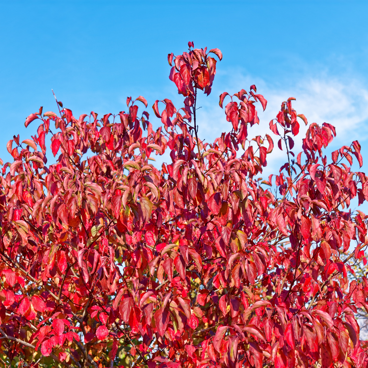 Orange Dogwood Pot Grown 2L 80/100