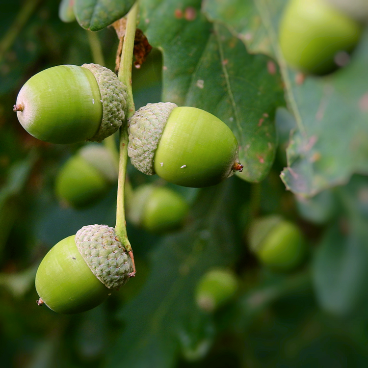 Pin Oak Green Dwarf Ornamental Tree Bare root 125/150cm (x500) Multi-deal (Pre-order for Nov 2025)